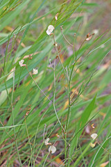 Astragalus miser oblongifolius