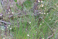 Astragalus miser oblongifolius