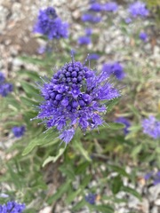 Caryopteris mongholica