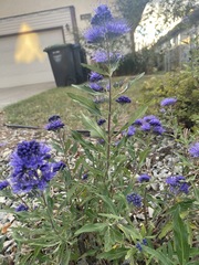 Caryopteris mongholica