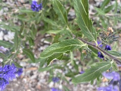 Caryopteris mongholica