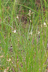 Astragalus miser oblongifolius