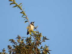 Melanerpes formicivorus