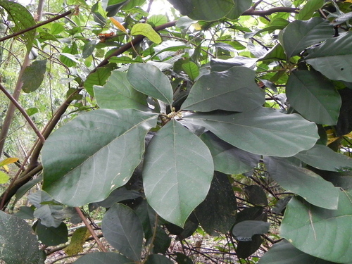 Litsea hayatae