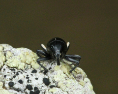 Trigonopterus