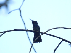 Colibri thalassinus
