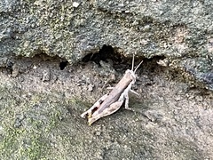 Pseudoxya