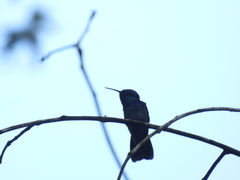 Colibri thalassinus