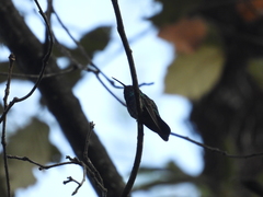 Colibri thalassinus
