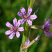 California Loosestrife - Photo (c) Stan Shebs, some rights reserved (CC BY-SA)
