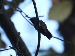 Colibri thalassinus