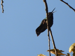 Colibri thalassinus
