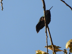 Colibri thalassinus