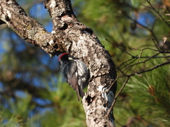 Melanerpes formicivorus