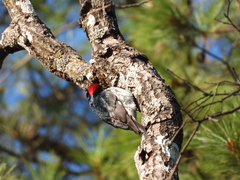 Melanerpes formicivorus