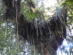 Disocactus speciosus