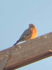 Melanerpes uropygialis