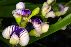 Carmichaelia muritai