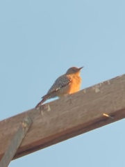 Melanerpes uropygialis