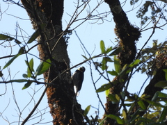 Melanerpes formicivorus