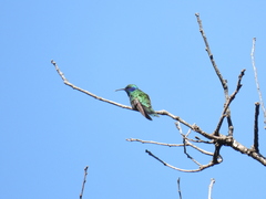 Colibri thalassinus