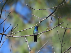 Colibri thalassinus