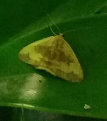 Idaea vacillata
