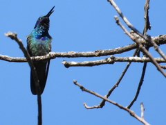 Colibri thalassinus