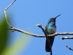 Colibri thalassinus