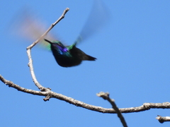 Colibri thalassinus