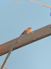 Melanerpes uropygialis