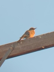 Melanerpes uropygialis