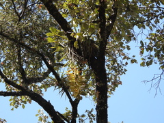 Tillandsia prodigiosa