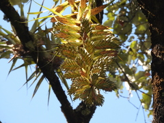 Tillandsia prodigiosa