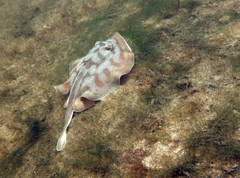 Urobatis maculatus