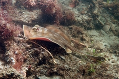 Urobatis maculatus