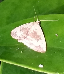 Idaea vacillata