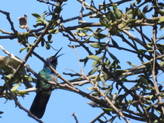 Colibri thalassinus