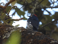 Melanerpes formicivorus