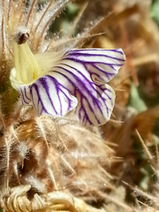 Acanthopsis hoffmannseggiana