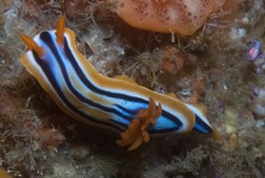 Chromodoris celinae