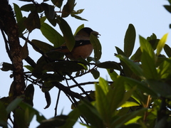 Coccothraustes abeillei