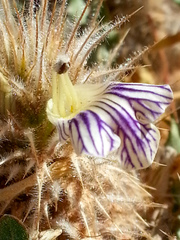 Acanthopsis hoffmannseggiana