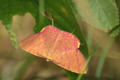 Eumelea rosalia