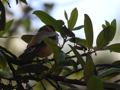 Coccothraustes abeillei