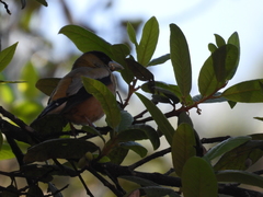 Coccothraustes abeillei