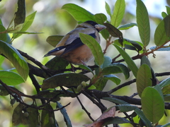 Coccothraustes abeillei