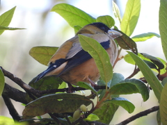 Coccothraustes abeillei