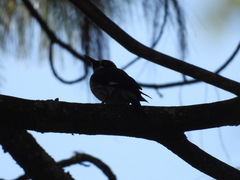 Melanerpes formicivorus