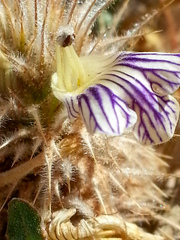 Acanthopsis hoffmannseggiana
